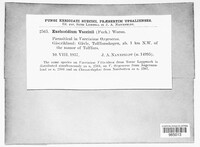 Exobasidium vaccinii image